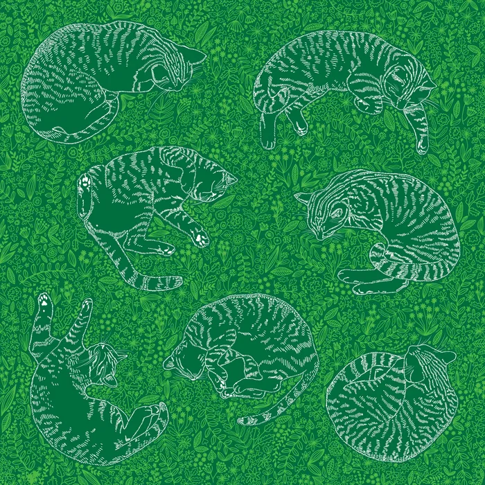 Cats in the meadow